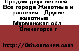 Продам двух нетелей - Все города Животные и растения » Другие животные   . Мурманская обл.,Оленегорск г.